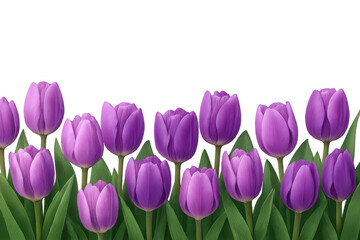 Fototapeta premium Purple tulips blooming forming a vibrant spring border with green leaves and a transparent background