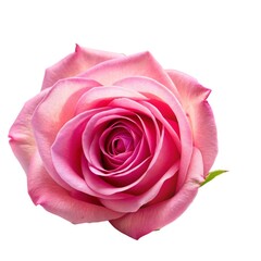 Delicate pink rose flower with soft petals isolated on a white background