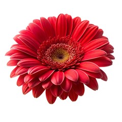 Vibrant red gerbera daisy flower in full bloom isolated on a white background