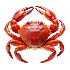 Cooked red crab with large claws isolated on a white background