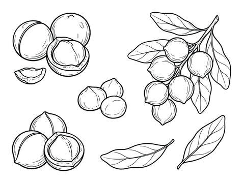 Botanical drawing of macadamia nuts with leaves, kernel, and branch in monochrome detailed style.