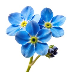 Beautiful blue forget me not flowers on a long stem isolated on a plain white background