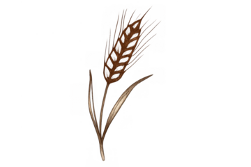 Brown wheat stalk illustration on transparent background representing agriculture, harvest, and natural organic grain growth