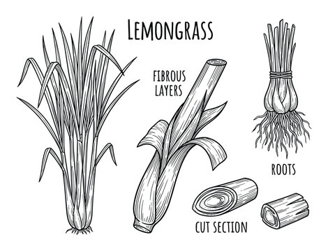 Botanical illustration of lemongrass with layers, roots, and cut sections. Hand drawn vector.
