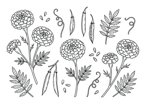 Botanical vector set with marigold flowers, pods, seeds, tendrils, and leaves line art design.
