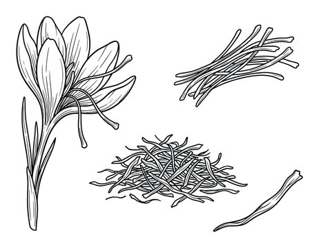 Detailed botanical illustration of a crocus flower with saffron threads and stigmas element.