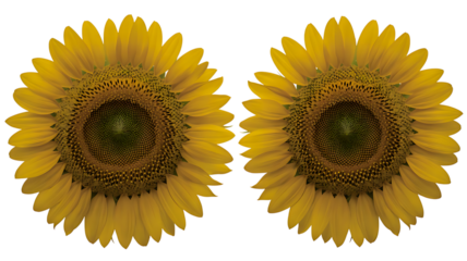 Closeup of Two Sunflowers on White Background