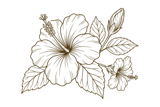 Detailed hibiscus flower outline drawing, includes leaves and buds in a botanical illustration.