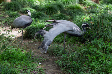 Fototapeta premium Chinese national key protected wild animal the demoiselle crane