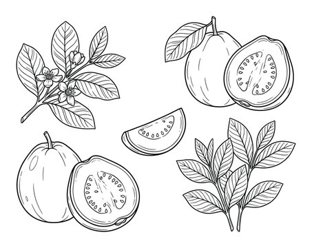 Detailed line art drawing of guava fruit with a slice, leaves, and flower arrangement.