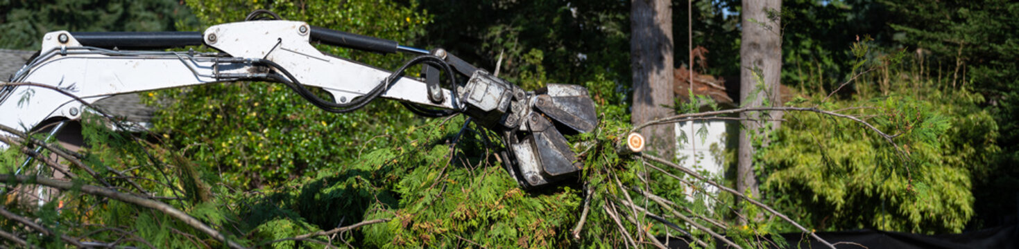 Small excavator with jawbone bucket moving cut down cedar tree branches, clearing land for new housing development, house construction project
