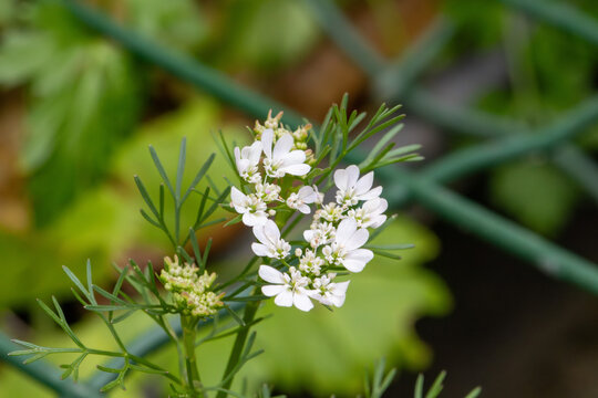 Flores de coentro (Coriandrum sativum), uma planta herb&aacute;cea arom&aacute;tica da fam&iacute;lia Apiaceae. 