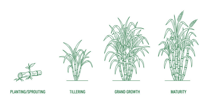 Detailed vector illustration showing sugarcane growth stages from planting to maturity in diagram.