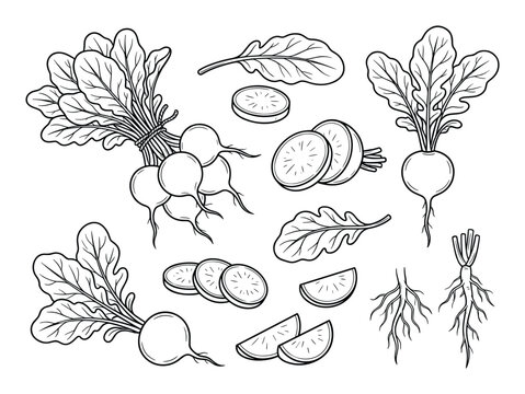 Fresh radish vegetables hand-drawn outline vector illustration set. Healthy nutrition concept.
