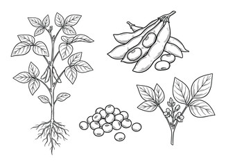 Naklejka premium Hand-drawn vector illustration showing soybean plant growth stages and harvested grains.