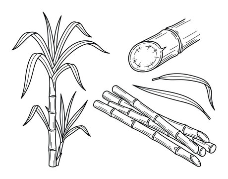 Illustration of sugarcane plant stalks and leaves. Vector drawing of sugar cane for designs.