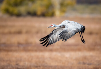 Naklejka premium Sandhill crane landing with wings folded down in Whitewater Draw Arizona