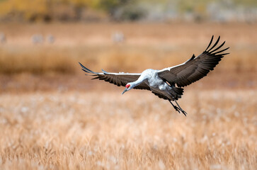 Sandhill crane landing up close and with grace in Whitewater Draw Arizona
