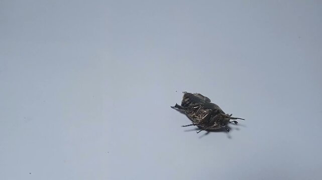 A mango flower beetle (Protaetia acuminate) on a white background