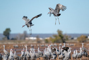 Sandhill cranes landing up close and with grace in Whitewater Draw Arizona