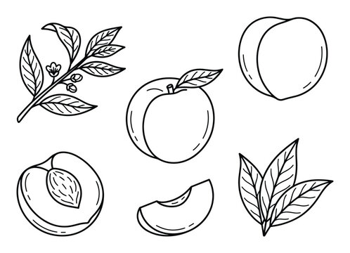 Peach fruit drawing in outline style. Collection of peach fruits, leaves and a branch of leaves.