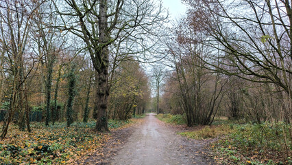 Fototapeta premium road in the woods on a misty day