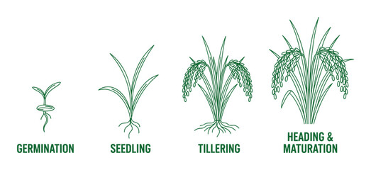 Rice growth stages vector diagram showing rice plant life cycle from germination to heading and maturity
