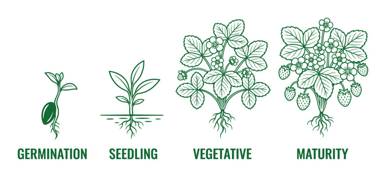 Strawberry plant growth stages. Life cycle shows germination, seedling, vegetative, maturity.