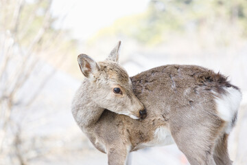鹿の子供