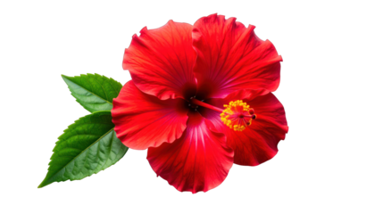 A vibrant red bloom, with yellow pistils and green leaves, against black backdrop