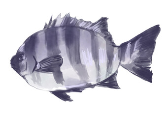 獲れたてで新鮮なシマダイの手描き水彩イラスト