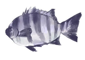 獲れたてで新鮮なシマダイの手描き水彩イラスト(透過PNG)