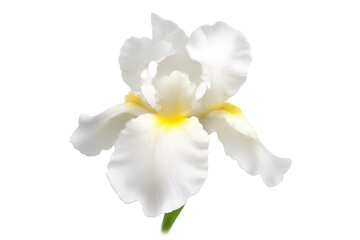Obraz premium White iris flower blooming with yellow center, symbolizing purity, beauty, and spring on transparent background