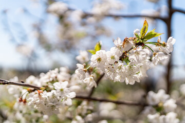 cherry blossom in spring