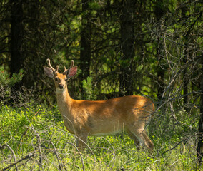 Fototapeta premium Male Deer Stands At Attention On The Edge Of Forest