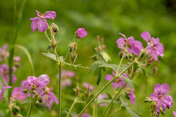 Fototapeta premium Multiple Geraniums At Different Stages Of Bloom In Summer