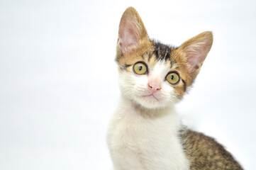 Adorable calico kitten with big curious eyes looking at camera, isolated on white background. Perfect for pet care, veterinary, adoption, and domestic animal themes.
