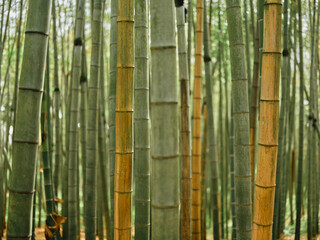 Fototapeta premium Bamboo forest trunks, green grove stems and vertical nature lines create a dense foliage scene with textured bark and leaves, producing a serene, tranquil atmosphere in the woodland.