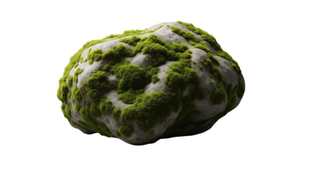 green cabbage isolated on white