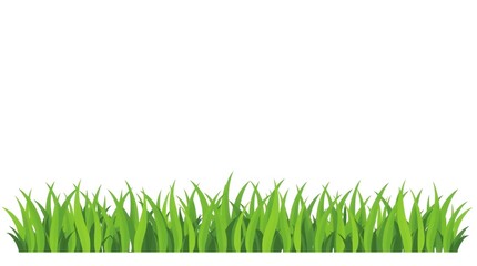 Fototapeta premium Vibrant green grass border with dew drops on a white background