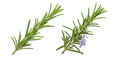 rosemary isolated on white