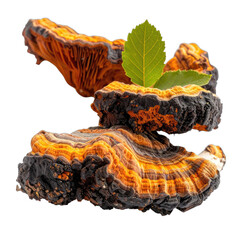 Vibrant orange and black polypore fungus with green leaves on a black background.