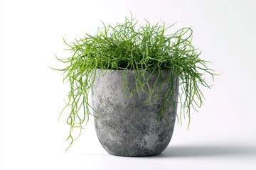 Stylish rhipsalis plant in a cement pot showcasing natural beauty on a white background for minimalist decor