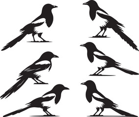 Birds icon silhouette vector with white background
