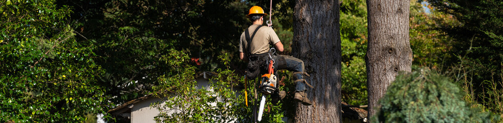 Logger repelling with a rope down a large mature Douglass fir tree with chainsaw, part of a team cutting trees down and clearing land for new housing development, house construction project  © knelson20