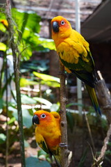 Sun conure birds sitting in tree branch. Beautiful Young parrot sitting in a tree branch.