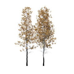 Fototapeta premium Populus Tremuloides Quaking Aspen Fall Tree 3D Model