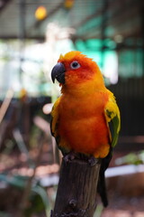 Sun conure birds sitting in tree branch. Beautiful Young parrot sitting in a tree branch.