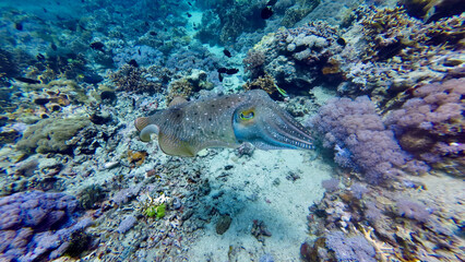 Cuttlefish camouflage with coral reef environment. Cuttlefish blends into surrounding reef.