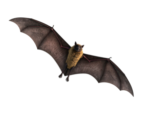 A bat with outstretched wings flies with its dark membranes against a stark black background. It has fluffy fur